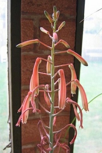 Aloe jucunda