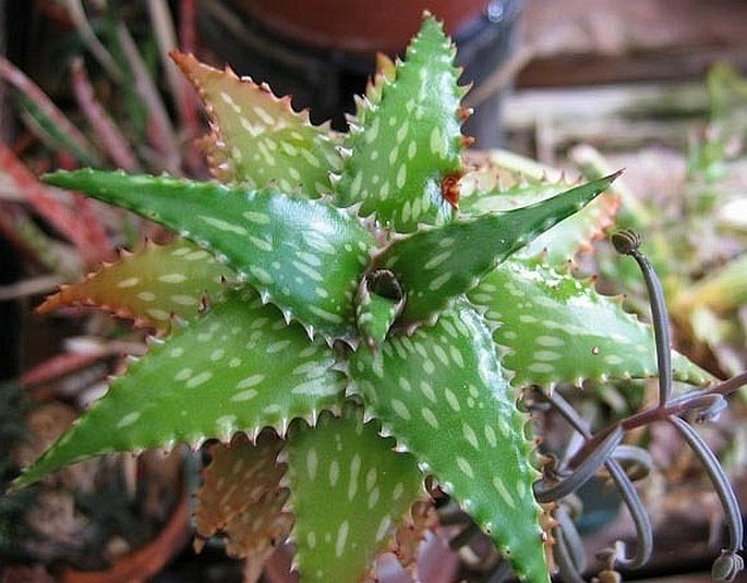 Aloe jucunda