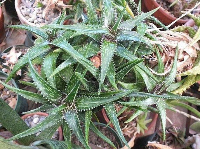 Aloe jucunda