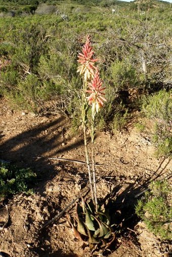 Aloe microstigma