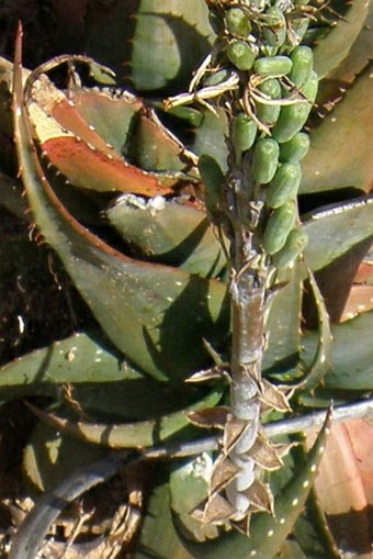 Aloe microstigma