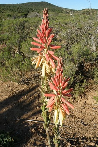 Aloe microstigma