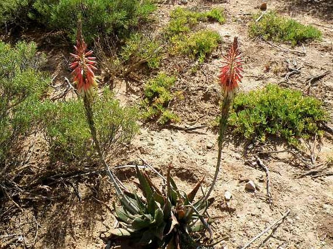 Aloe microstigma