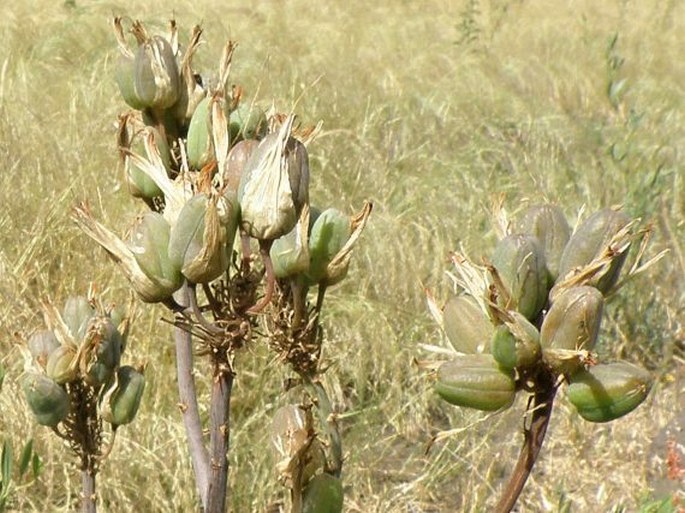 Aloe monticola