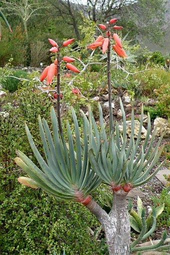 Aloe plicatilis