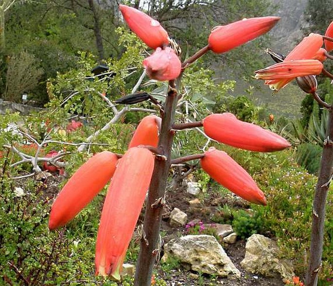 ALOE PLICATILIS (L.) Mill. – aloes