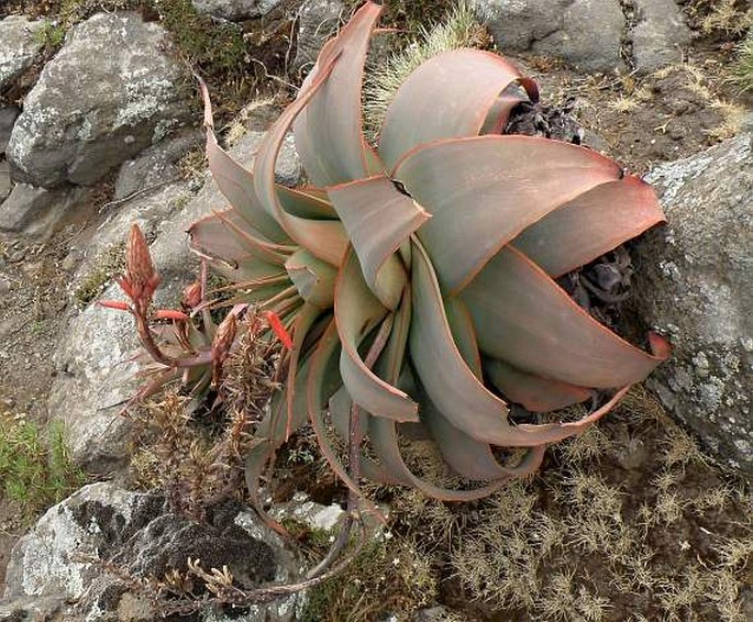 ALOE PULCHERRIMA M. G. Gilbert et Sebsebe – aloes