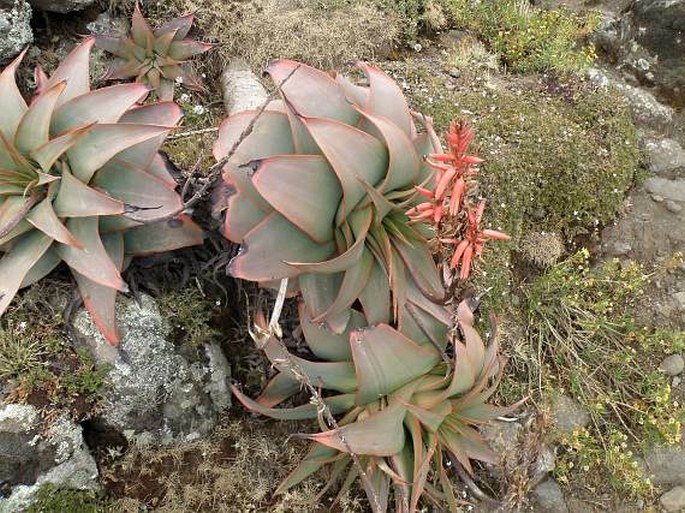 Aloe pulcherrima