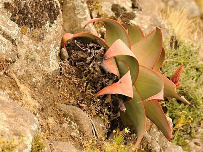 Aloe pulcherrima