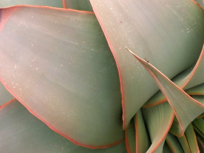 Aloe pulcherrima