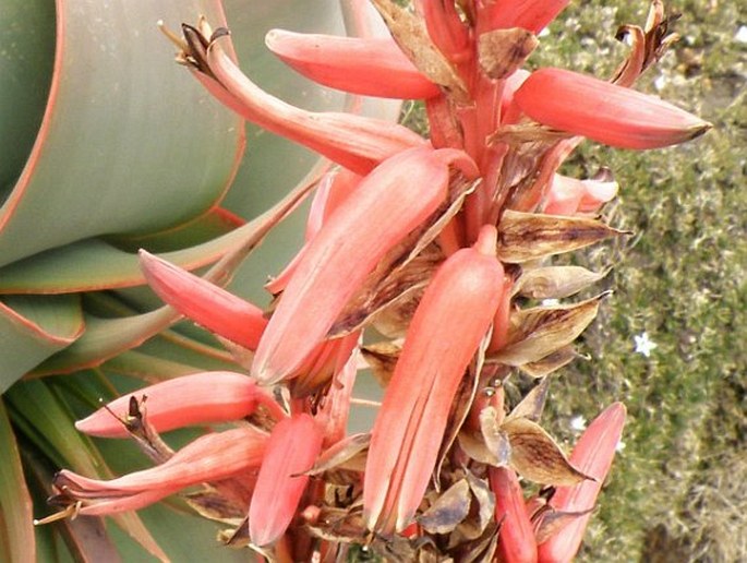 Aloe pulcherrima