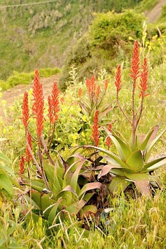 Aloe steudneri