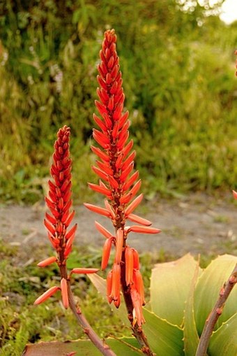 Aloe steudneri