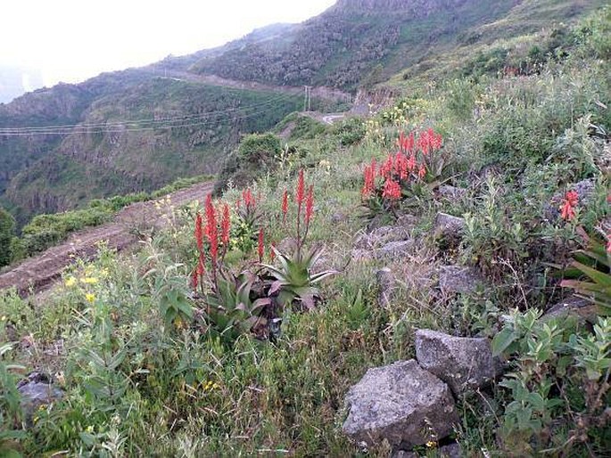 Aloe steudneri