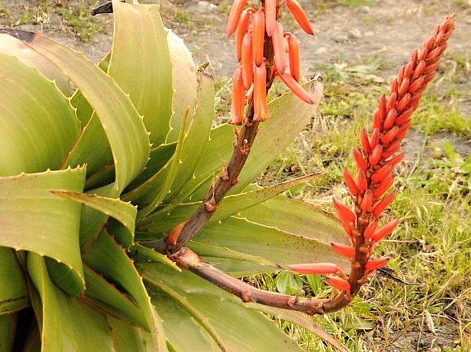 Aloe steudneri