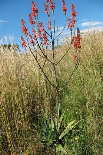 Aloe zebrina