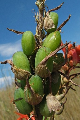 Aloe zebrina