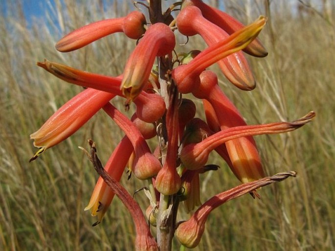 ALOE ZEBRINA Baker – aloes