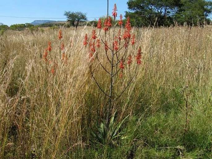 Aloe zebrina