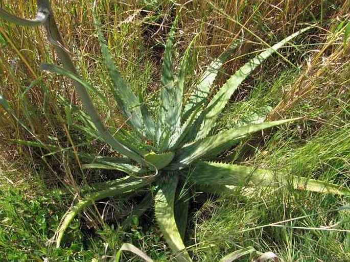 Aloe zebrina