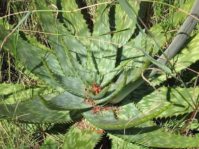 Aloe zebrina