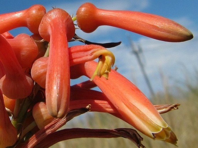 Aloe zebrina