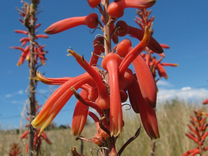 Aloe zebrina