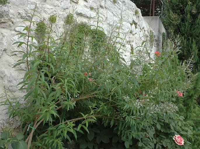 Aloysia citriodora