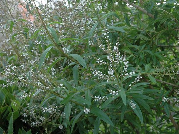 Aloysia citriodora