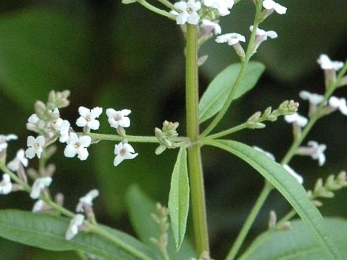 Aloysia citriodora