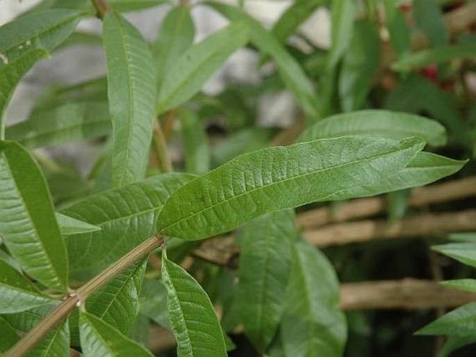 Aloysia citriodora