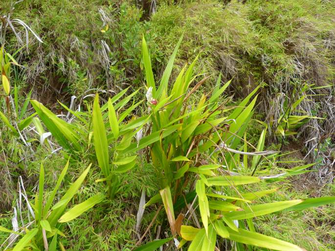 Alpinia calcarata