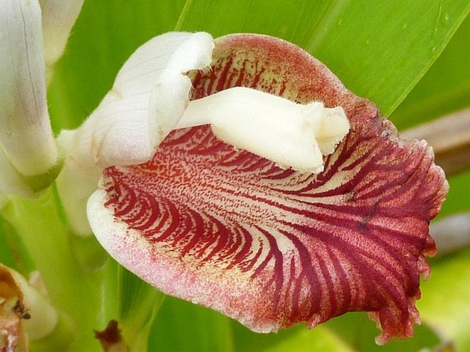 Alpinia calcarata