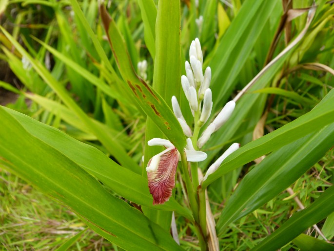 Alpinia calcarata