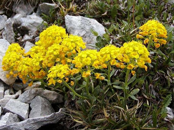 Alyssum ovirense