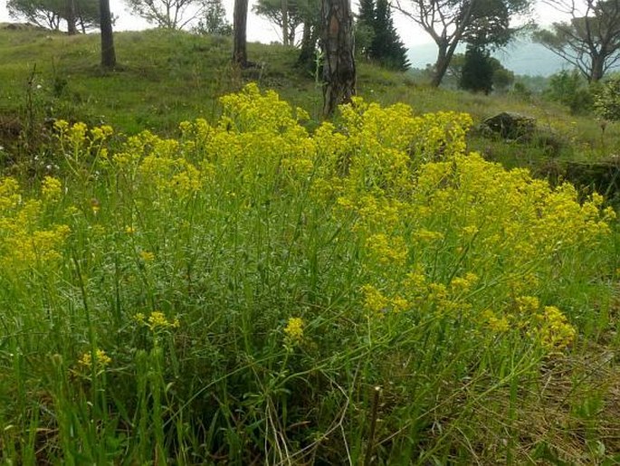 Odontarrhena bertolonii