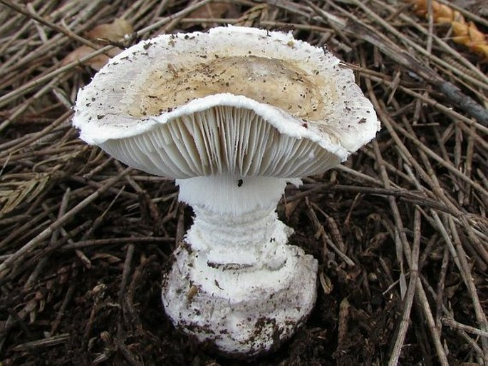 Amanita ananiceps