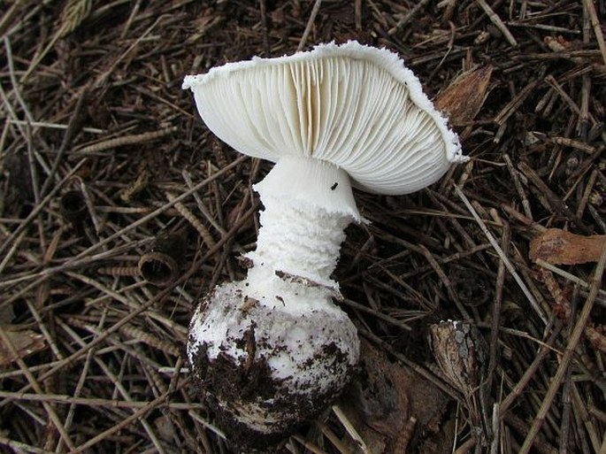 Amanita ananiceps