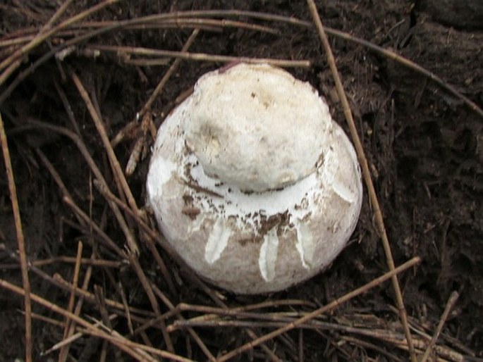 Amanita ananiceps