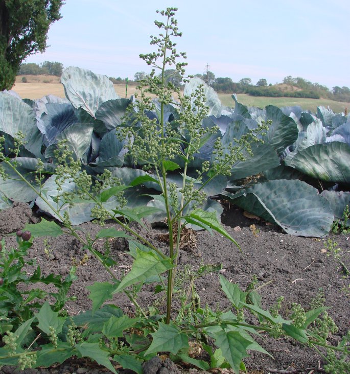 Chenopodium hybridum