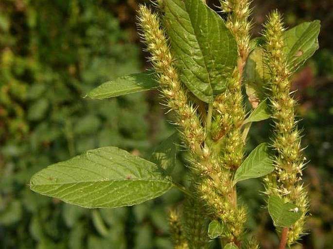 AMARANTHACEAE Juss. – laskavcovité / láskavcovité