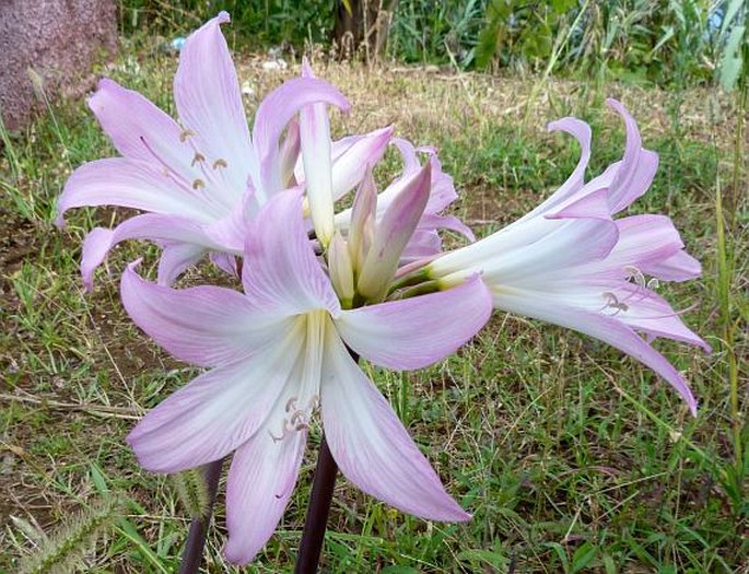 AMARYLLIS BELLADONNA L. – zornice