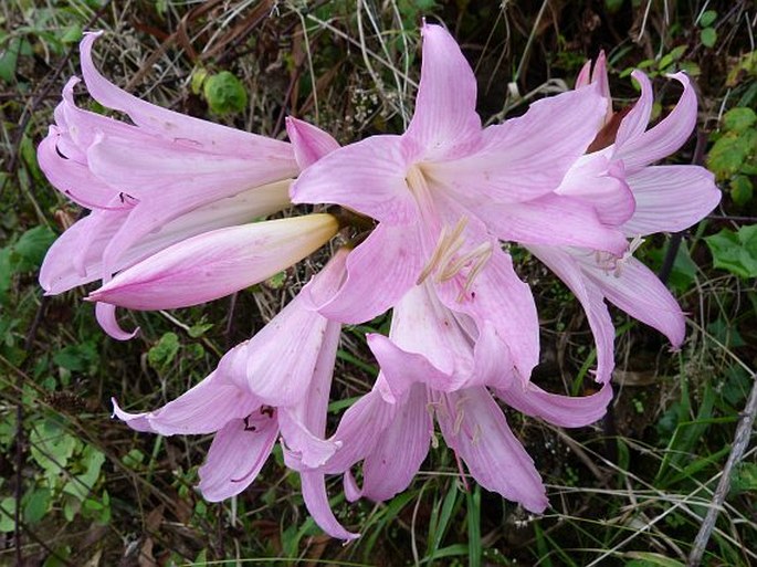 Amaryllis belladonna