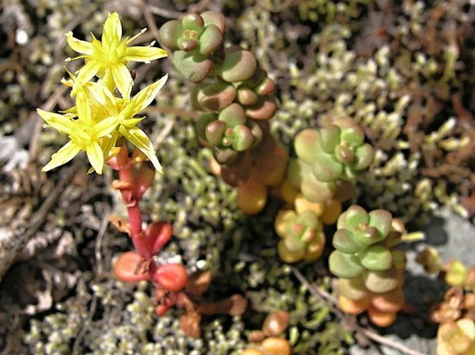 Sedum divergens