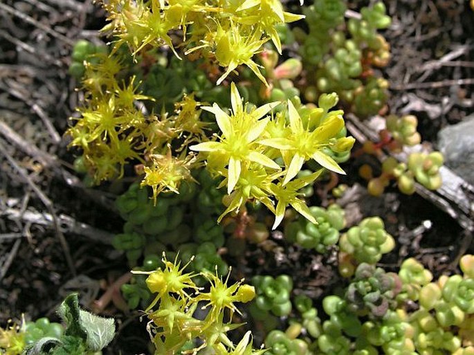 Sedum divergens