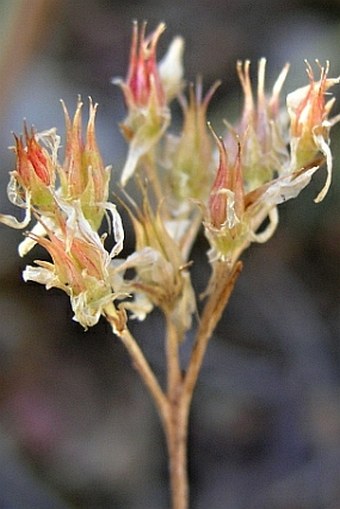 Sedum lanceolatum