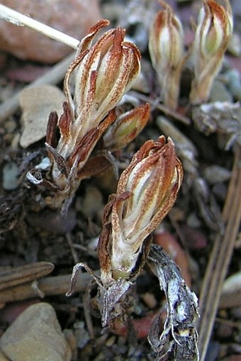 Sedum lanceolatum