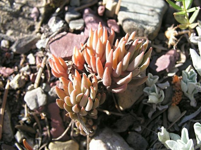 Sedum lanceolatum