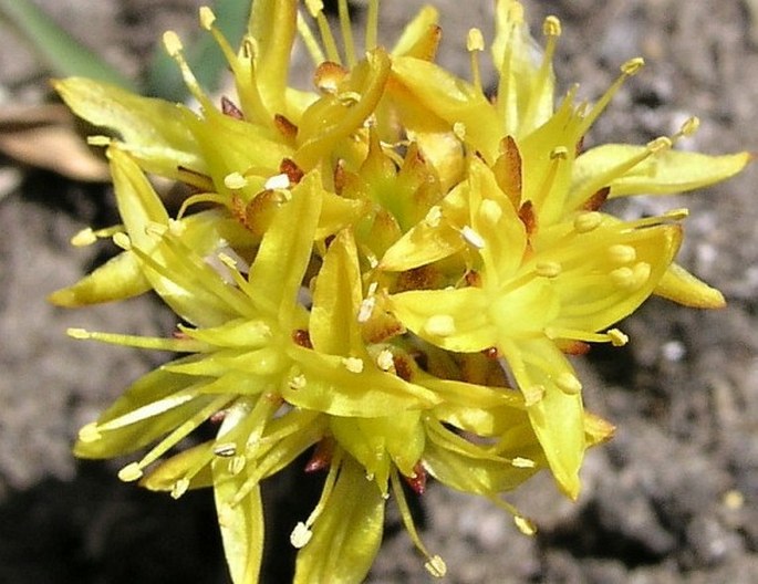 Sedum lanceolatum