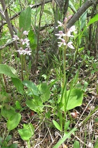 Amerorchis rotundifolia